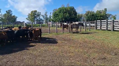 Lote 145 Novillitos en San Salvador-Entre Ríos