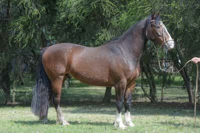 Lote Yubely Corrion