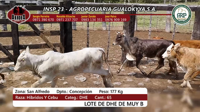 Lote Insp 23