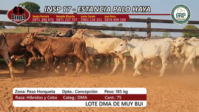 Lote Insp 17