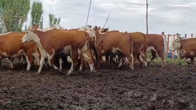 Lote 19 Vaquillonas preñadas HEREFORD en VALDENSE SAUCE