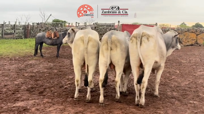 Lote Lote 26
