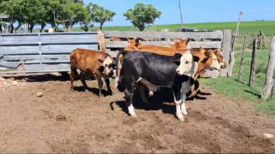 Lote TERNEROS
