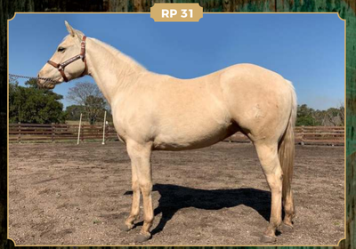 Lote CAPRICHOSA ESMERALDA