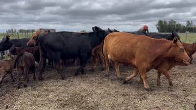 Lote 22 Vacas nuevas C/ cria