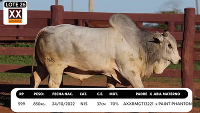Lote LOTE 26
