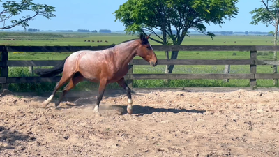 Lote Cañada Novillero