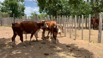 Lote 3 Vacas de Invernada en Melo, Cerro Largo