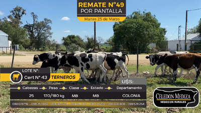 Lote 25 Terneros en Paso Antolín, Colonia