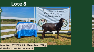 Lote PP