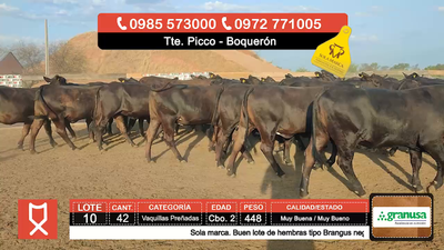 Lote (Vendido)42 Vaquillas Preñadas  448kg - , Boquerón