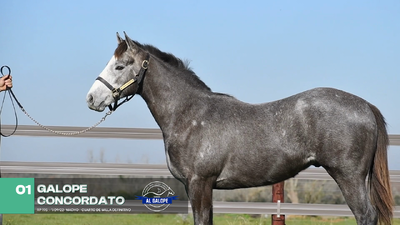 Lote Lote 1