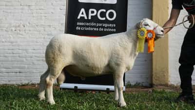 Lote Texel Expo Internacional 2022 - Lote 26