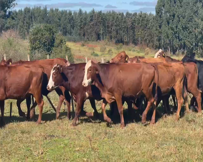 Lote 27 Vaquillonas en Virasoro, Corrientes