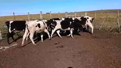 Lote 10 Terneros HOLANDO 160kg - , San José