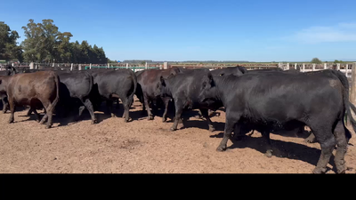 Lote 28 VAQUILLONAS