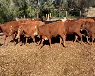 Lote 50 Vaquillonas en Juan José Castelli, Chaco