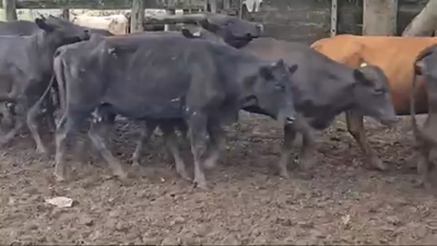 Lote 220 Vacas de invernar en Pirané, Formosa