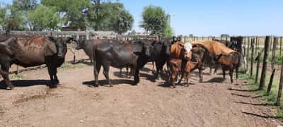 Lote 10 Vacas CUT con cría en Gral. Lamadrid, Buenos Aires