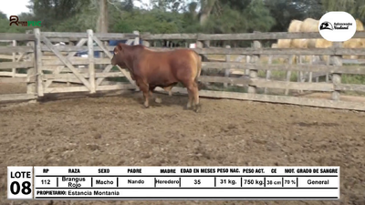 Lote Toros Brangus Rojo, Loma Plata
