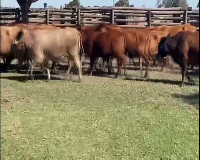 Lote 50 Vacas nuevas C/ gtia de preñez en El Colorado, Formosa