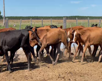Lote 100 Terneros en Virasoro, Corrientes