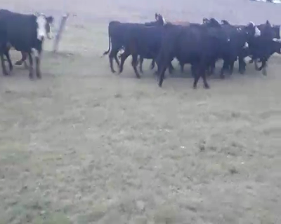 Lote 27 Vacas preñadas 380kg - , San José