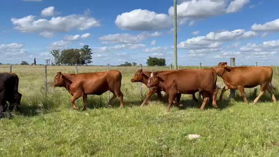 Lote VAQUILLONAS 1 a 2 AÑOS