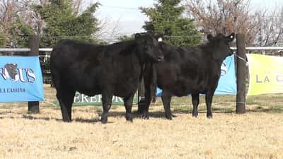 Lote VAQUILLONAS ANGUS PP