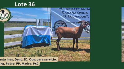 Lote PxC