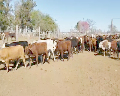 Lote 115 Terneros en Empedrado, Corrientes