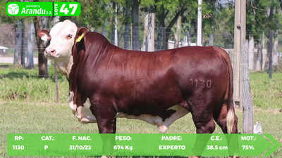 Lote LOTE 47