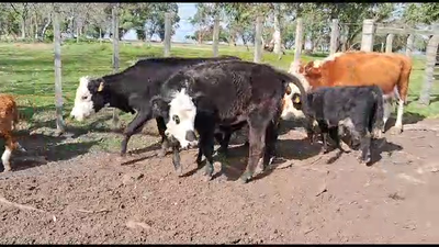 Lote 16 Piezas de cría Angus Hereford 330kg -  en Ruta 23 Km 122