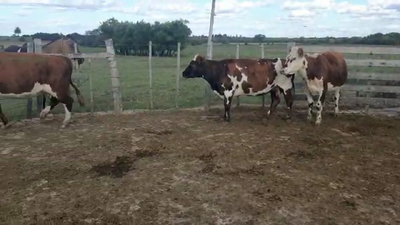 Lote 3 Vaca NORMANDO 400kg - , San José