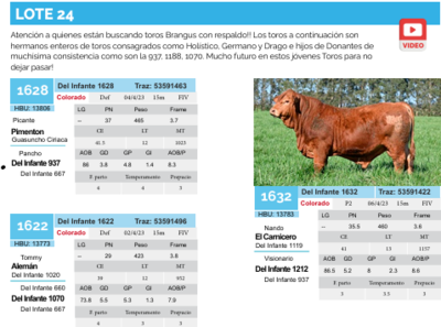 Lote Lote 24