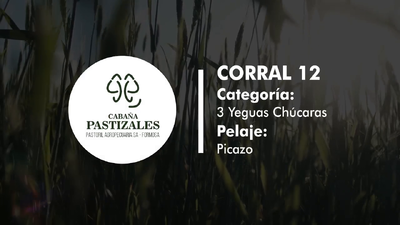 Lote YEGUA