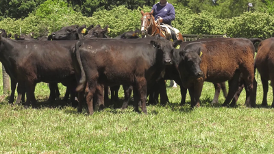 Lote 15 Vacas nuevas C/ gtia de preñez en Udaondo, Buenos Aires
