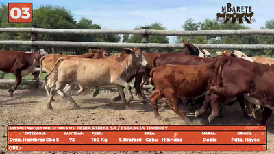 Lote LOTE 3