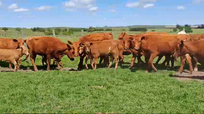 Lote 36 Piezas de cría Vaquillonas angus colorados 330kg -  en America