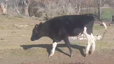 Lote (Vendido)Toros de industria 300kg -  en AGRACIADA