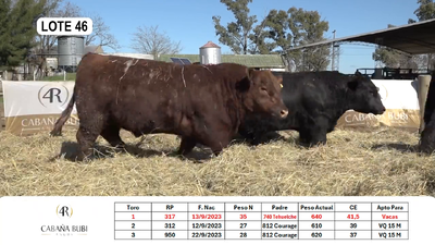 Lote TOROS PP y PC