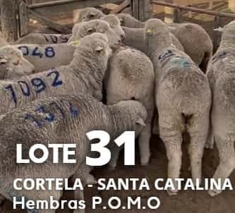 Lote Lote 31