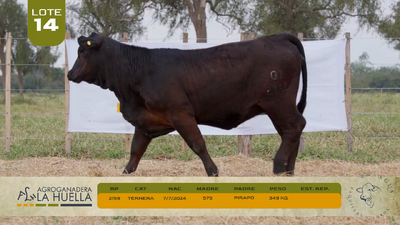 Lote LOTE 14