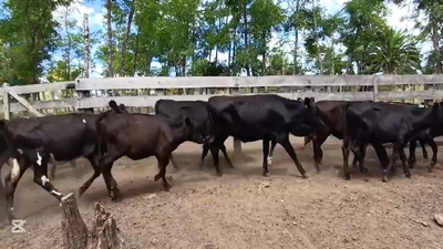 Lote TERNERAS