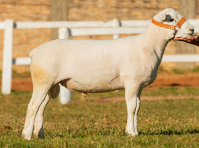 Lote LOTE 35