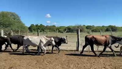 Lote 100 Vacas de invernar en Pto. Eva Perón, Chaco