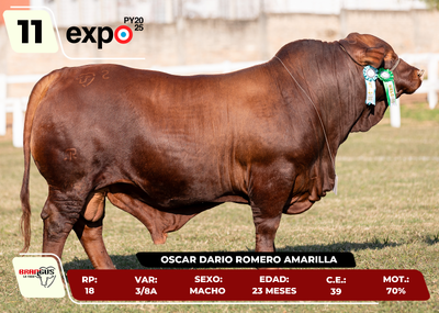 Lote LOTE 11