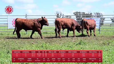 Lote 3 Toros, Tacuarembó