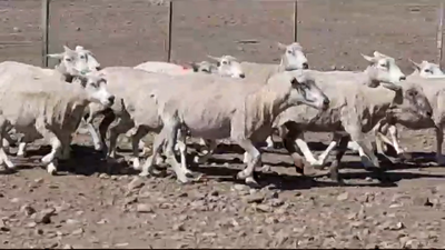 Lote (Vendido)15 Ovejas 57kg -  en BARKER