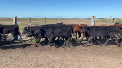 Lote 148 Terneras en Costas de Ayala, Treinta y Tres